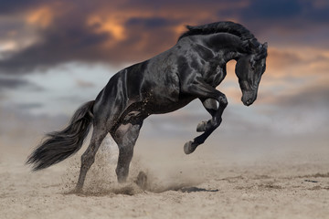black horse stallion play and jump in desert dust