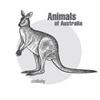 Animals of Australia. Wallaby or kangaroo.