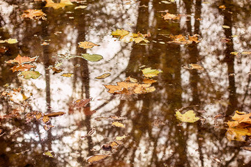 Wall Mural - Autumn abstract background