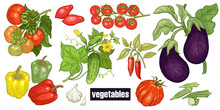 Various Vegetables Set.