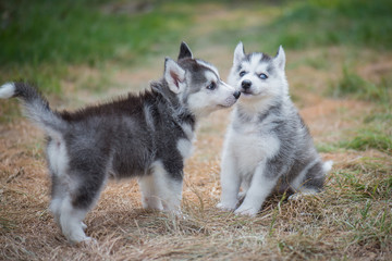  siberian husky puppies playing on green grass