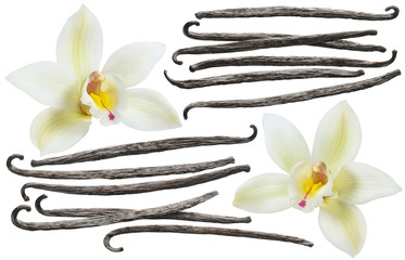 Wall Mural - Vanilla bean element set isolated on white background