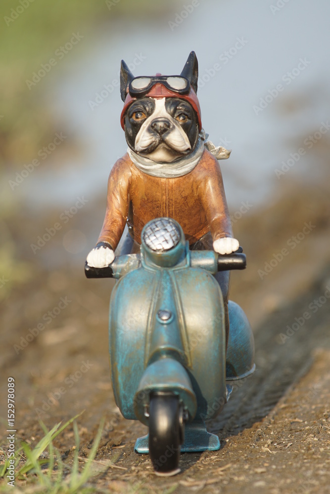 スクーターに乗ったブルッドッグ犬 置物 オーナメント の Stock フォト