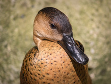 Close-up Grumpy Brown Duck