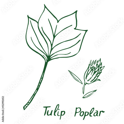Tulip poplar (Liriodendron tulipifera or American tulip tree) leaf and