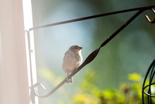 House Sparrow On Metal Suspension Bracket Of Feeder.