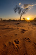 Sonnenuntergangs-Stimmung in der Kalahari mit Tierspuren