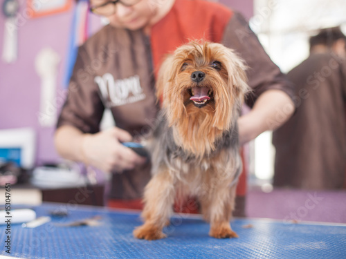 Salon Grooming Haircut Yorkshire Terrier Buy This Stock