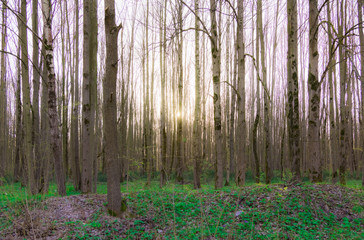 Canvas Print - ray of sunshine through the tree