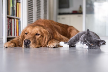 Poster - British cat and Golden Retriever