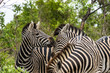 Kämpfende Zebrahengste auf Safari im Krüger Nationalpa