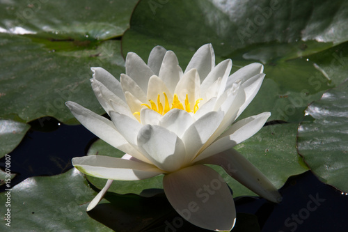 500_F_153070807_9p4RzqleTIqjPliC15ys8IQaNRvBu28u.jpg