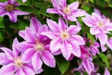 Pink And Purple Single Clematis Flower On The Vine
