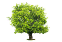 The Tamarind In The Rainy Season Has Green Leaves,Isolated Tamarind Tree On White Background.