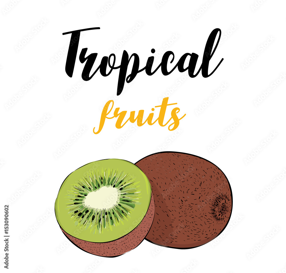 Tropical Fruit of kiwi. A slice of kiwi. Sketch of kiwi hand drawing vector  Stock Vector | Adobe Stock, image size:1000x955