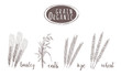 Organic grain sketch illustration. Hand drawing wheat, barley, oats, rye ear set