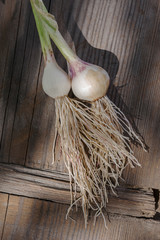 Freshly picked onion on wooden background