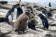 Large group of Rockhopper Penguin Chicks at Falkland Islands (Islas Malvinas)