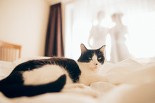 Beautiful Black And White Cat Lying In Bed Looking At The Camera In The Background Silhouettes Of Lovers At A Window