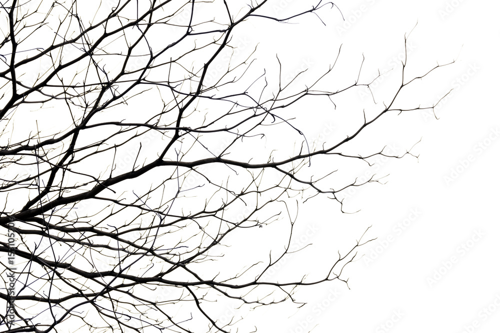 tree branch silhouette photography , white background - obrazy, fototapety, plakaty 