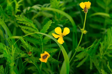 two yellow flowers in dense juicy green spring grass