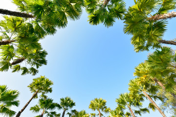 Wall Mural - Tree palm low angle view with blue sky for background