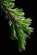 © zayacsk - Fresh young branch of Deodar cedar Cedrus Deodara with water drops on needles on dark background