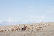 © photollurg - MONGOLIA - 22 MAY, 2017:  Girl shepherd sitting on horse and shepherding herd of sheep in prairie with snow-capped mountains on background