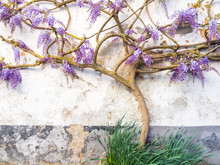 Purple Wisteria Plant Growing In Portugal