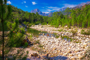 Wall Mural - Pine trees in Col de Bavella mountains near Zonza town, Corsica island, France, Europe.