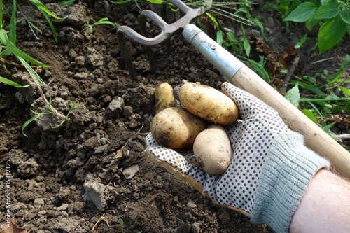 Kartoffeln Ernten Buy This Stock Photo And Explore Similar