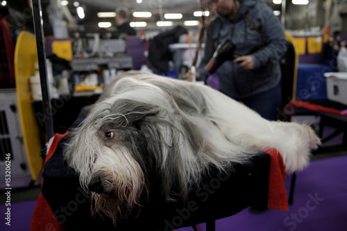 Jory, a Bearded Collie is groomed in the benching area before ...