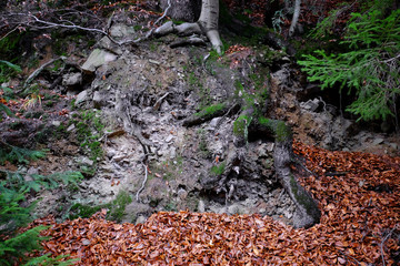 Poster - Tree roots in autumn forest