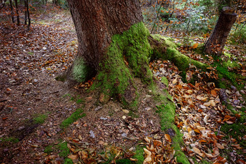 Sticker - Moss on forest tree