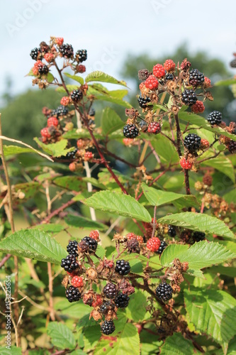 Blackberry Growing Blackberries Bush Wild Growing Ripening - 