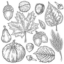 Vector Autumn Hand Drawn Set Of Leaf, Nut, Pumpkin, Wheat, Cloves, Hazelnut, Walnut, Acorn. Vector Engraved Objects. Detailed Botanical Illustrations. Oak, Maple, Chestnut Leaf Sketch.