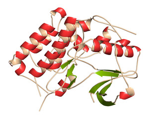 Canvas Print - Anaplastic lymphoma kinase (ALK, tyrosine kinase domain) protein. Shown in complex with the inhibitor crizotinib. 3D rendering based on protein data bank entry 2xp2.