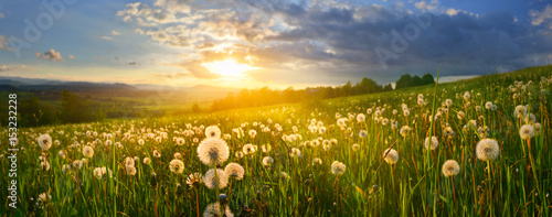 Dandelions Billede på lærred