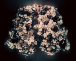 Poster - Estrogen receptor (ligand binding domain), bound to bisphenol A (BPA). 3D rendering based on protein data bank entry 3uu7.