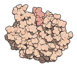 Sticker - Galectin-3 (carbohydrate binding domain) protein, bound to N-acetyllactosamine. Thought to be involved in a number of diseases, including fibrosis, cardiovascular disease and cancer. 