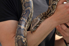 Man Holding Snake Tiger Python In Hands