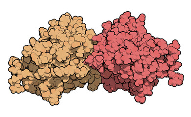 Canvas Print - Miraculin (miraculin-like protein from Murraya koenigii or curry tree). Miraculin is a protein with sweetening properties, extracted from the berry of Synsepalum dulcificum or miracle fruit. 