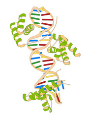 Canvas Print - Sox2 (HMG domain) and Oct-1 (POU domain) transcription factors, bound to DNA. 3D rendering based on protein data bank entry 1gt0.