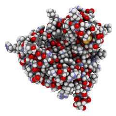 Sticker - Thaumatin sweetener protein. Isolated from katemfe fruit. 3D rendering based on protein data bank entry 5lh7.