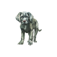 Hand Drawn Grey Labrador Puppy. Watercolor Dog Portrait. Painting Isolated Pet Illustration On White Background