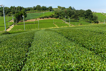 Canvas Print - Fresh tea field