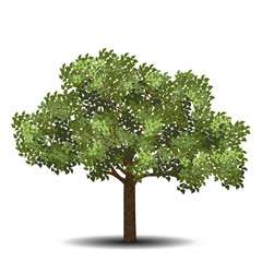 Wall Mural - detached tree with green leaves