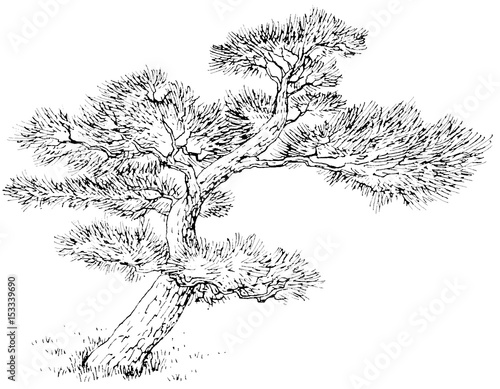漫画風ペン画イラスト 松 Stock Illustration Adobe Stock 漫画風ペン画イラスト 松 Stock Illustration Adobe Stock