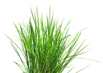 Grass isolated on white background