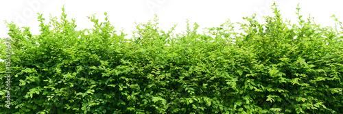 Fotomural Wilde Hecke ungeschnitten freigestellt weißer Hintergrund